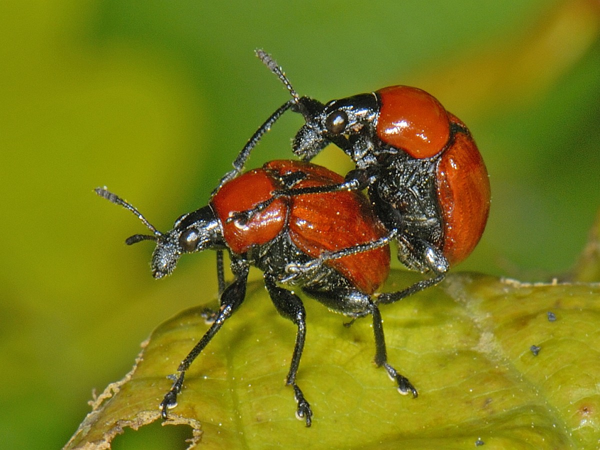 Attelabus nitens